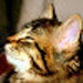Buyer Avatar