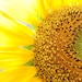 Sunflowersandwisdom
