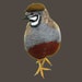 Buyer Avatar