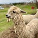 GastonRanchAlpacas