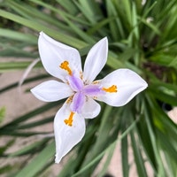 FloridaGardeningSeed