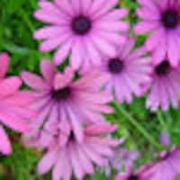 daisyloveNZ