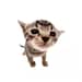 Buyer Avatar