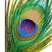 AAmericanFeathers