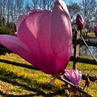 CarolinaFoxCreations