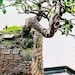 OutOfTheBoxBonsai