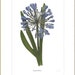 BotanicalArtEelement