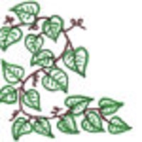 CurlingIvy