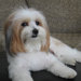 Catalina avatar