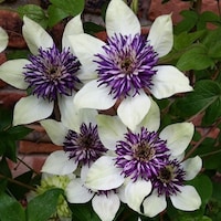 GardenOfSerenity