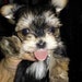 Buyer Avatar