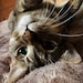 Sweetpea