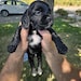 Buyer Avatar
