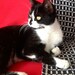 Buyer Avatar