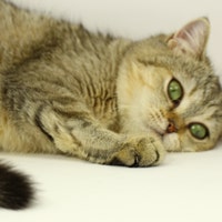 KittenUmka KittenUmka