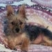 Buyer Avatar