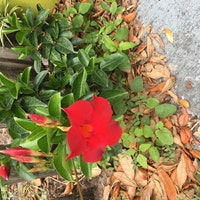 TheFlowerNurse