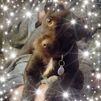 TheLittleBrownBearCo