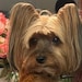 Buyer Avatar