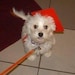 Buyer Avatar
