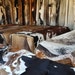 Best Cowhides