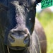 CattleTreasurePrints
