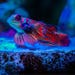 Rickys Reef