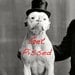 Buyer Avatar