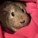 Hello Critter