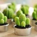 cactustop