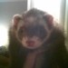 AbsintheAndOldLace avatar