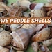 WePeddleSeashells