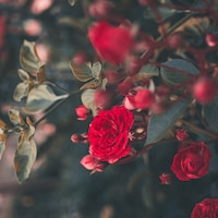Mignonrose
