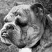 BullyGoodVintage