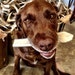 No Bone Left Alone Dog Chews