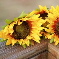 SunshineShadowStudio