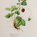 Emily_image
