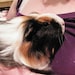 Buyer Avatar