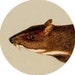 Buyer Avatar