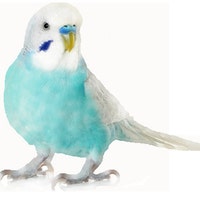 TheFrenchBudgie