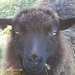 HearthsideFibers