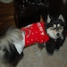 Buyer Avatar