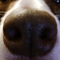 BeLikeDog