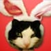 TomCatBazaar avatar