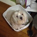 Buyer Avatar