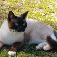 PetMemorialStoneCo