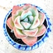 Buyer Avatar