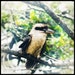 CreativeKookaburra