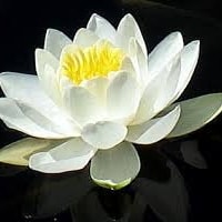 SouthernWaterlillies SouthernWaterlillies