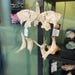 Bear Bone Magic